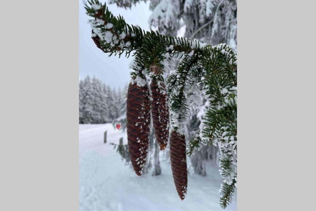 Zeit Fuer Dich Am Bergelchen, Winterberg Apartment ภายนอก รูปภาพ